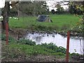 Duckpond in Shingleford Farm