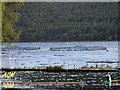 Loch Tay Fish Farm