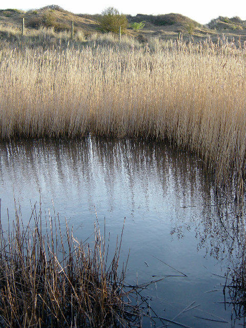 Pond in the Warren