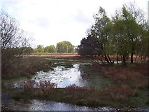 SU3405 : Bog and Marsh near Bishops Dyke by Chris Heaton