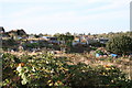 Allotments, near Darlington Road, Leicester