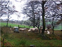 NS9971 : Wet sheep, Knock. by Richard Webb