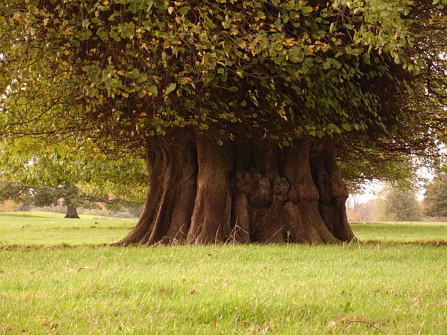 Ancient lime tree © Penny Mayes :: Geograph Britain and Ireland