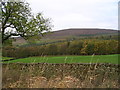 SE0655 : View towards Strid Wood & Barden Fell by David Grimshaw