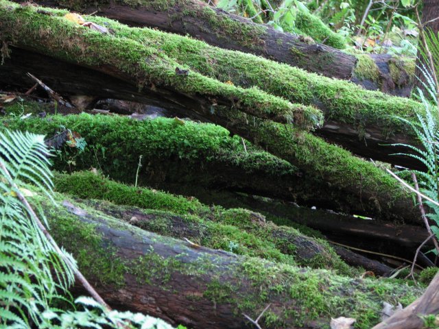 Mossy logs