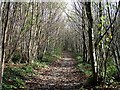 Chestnut coppice, Abbey Wood