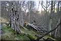 Fallen Giant, - the Beech Woods Above the Stanhope Burn