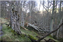 NY9840 : Fallen Giant, - the Beech Woods Above the Stanhope Burn by Uncredited