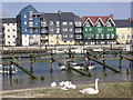 regeneration on banks of the Arun (Fairlight Court)