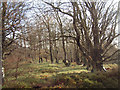 Hamsterley Forest, Beech Tree Plantation