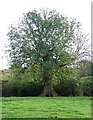 Venerable Ash tree