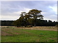 Roadside Trees