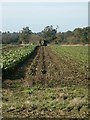 Sugar beet harvest, Wramplingham