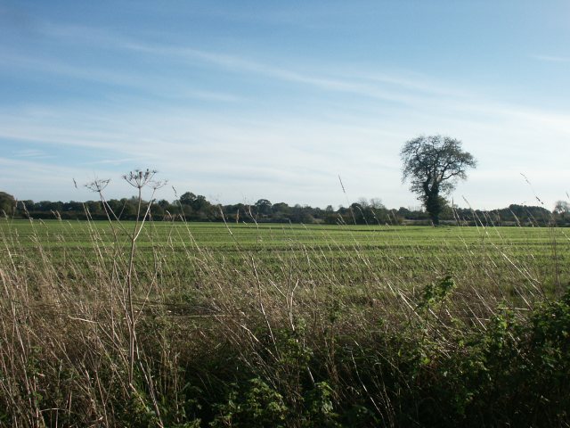 Field tree, Downham