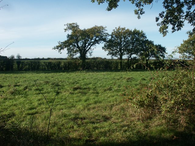 Rough grassland, near Great Melton