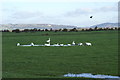 Geese in a puddle