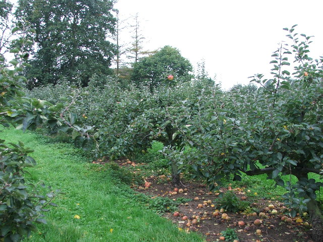 Kent orchard just outside Cranbrook