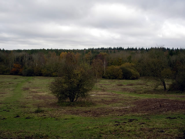 Ashmore Hill Copse, West Wood