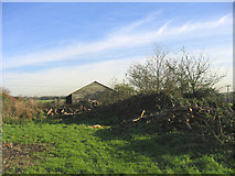 TL5503 : Coppiced wood, Ongar, Essex by John Winfield