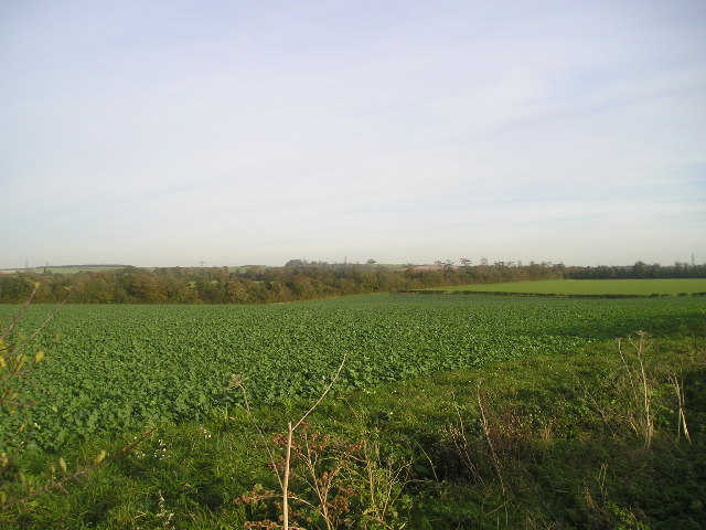 Field of Kale