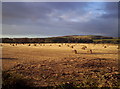 Field of Bales