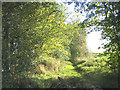 Bridleway, Stays Lane, near Willingale, Essex