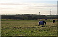 Field, horses and White Hall Farm