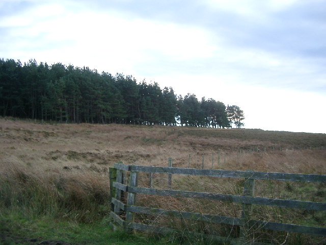 Forest near Botany, Hepburn Moor