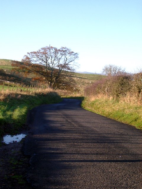 Trees and Road between Eglingham and Beanley