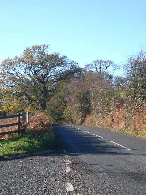 Road and trees, B6341