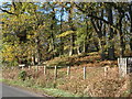 Roadside, Grasslees Wood