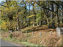 NY9497 : Roadside, Grasslees Wood by Kirsty Smith