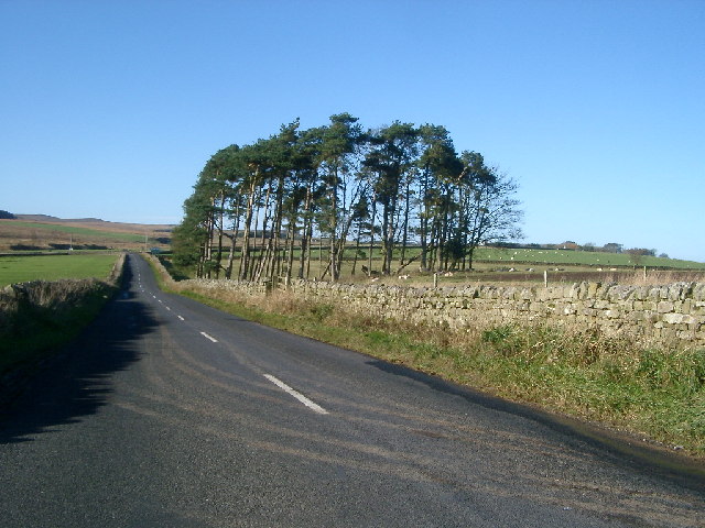 Trees, near A68