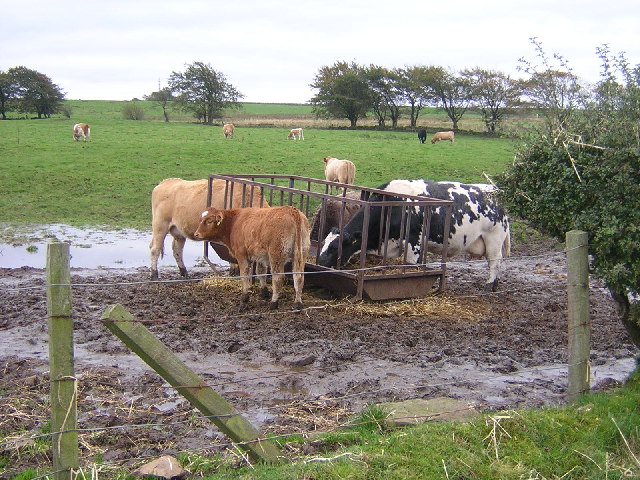 Cattle Feeding Near Cladance Farm