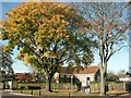 Tree and library, The Avenues