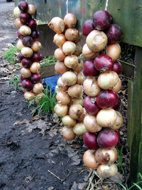 New season onions for sale at Crean Bottoms