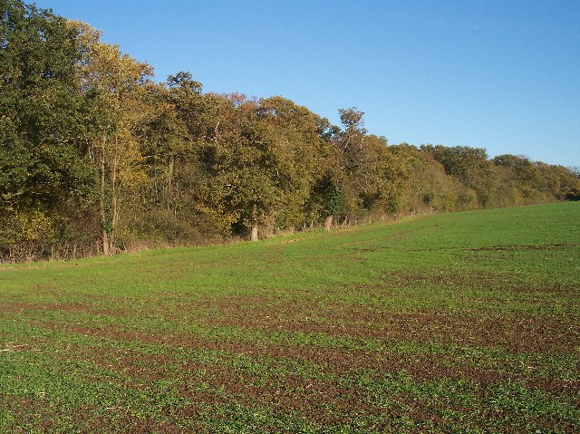 Middleyard Coppice