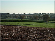 SX9987 : Bagmore's Farm, between Ebford and Woodbury by David Smith