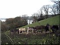 Donkeys, Clovelly