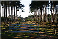 Forest track entrance to Roseisle forest