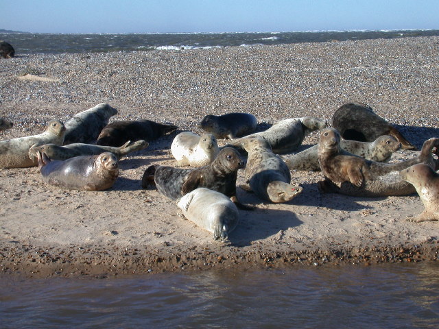 Grey seals at Blakeney Point