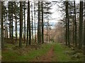 Woodland path