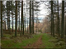 NN8419 : Woodland path by Rob Burke