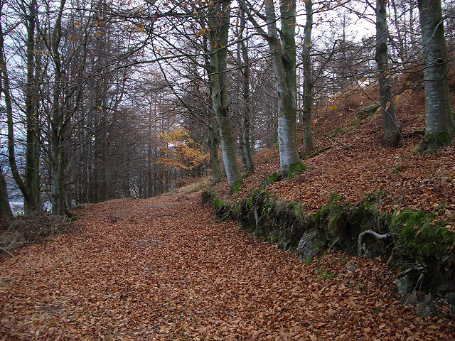 Woodland track at Knock Mary