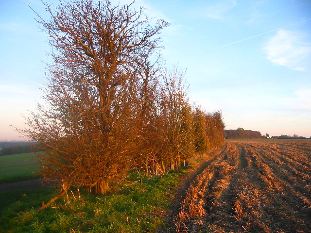 Hedgerow near Warden Hill