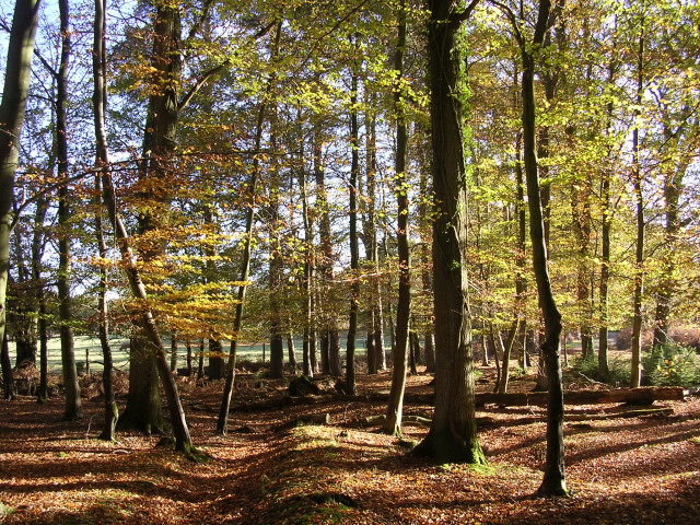 Autumnal beeches west of Eyeworth Lodge,... © Jim Champion :: Geograph ...