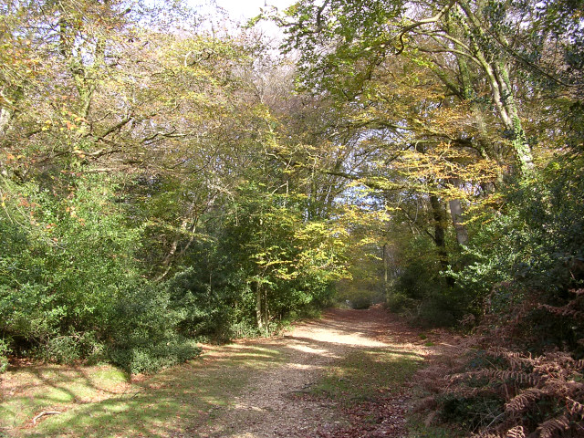 Cut Walk Lyndhurst Hill New Forest © Jim Champion Cc By Sa20 Geograph Britain And Ireland 9082