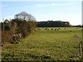 Cattle grazing near Holly House Farm