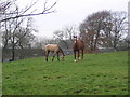 Horses Beside Crook Farm