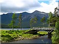 Scots Pines by Loch Clair